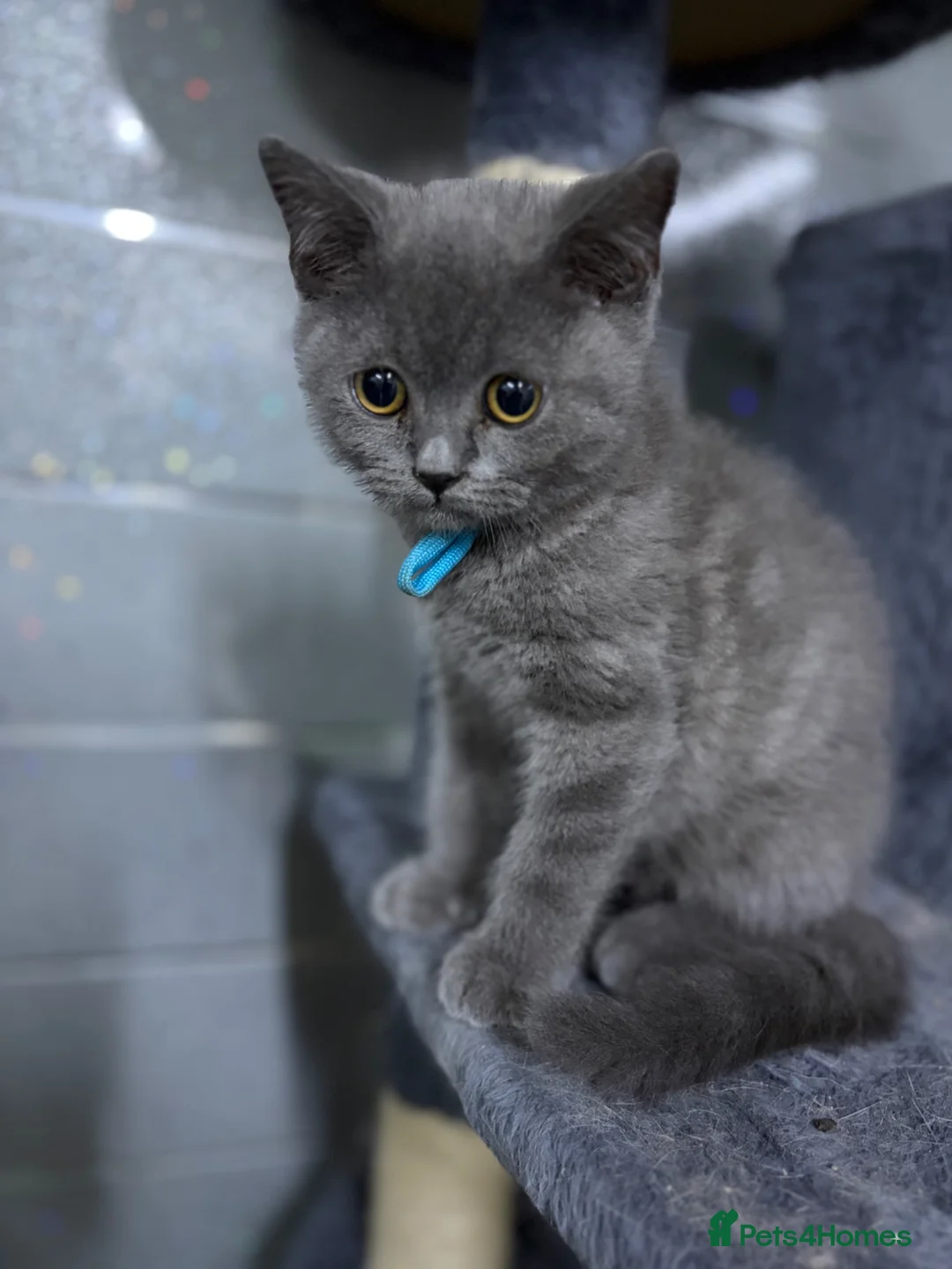 British Shorthair cats for sale: Stunning MALE BSH kitten ready now!  - Advert 1