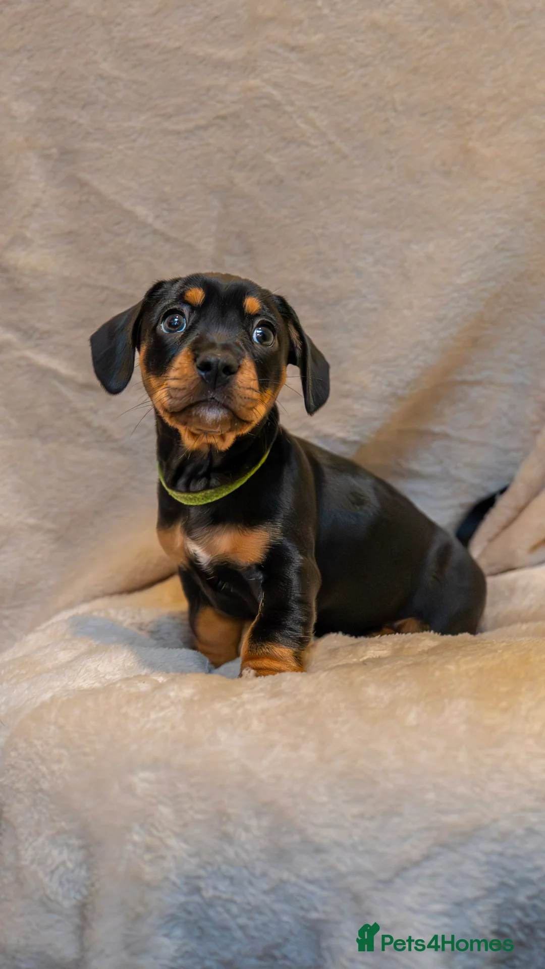 Mixed Breed dogs for sale: French Bull Wieners  - Advert 16