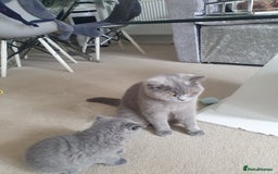 British Shorthair cats for sale: 4 Britain short hair kittens - Image 9