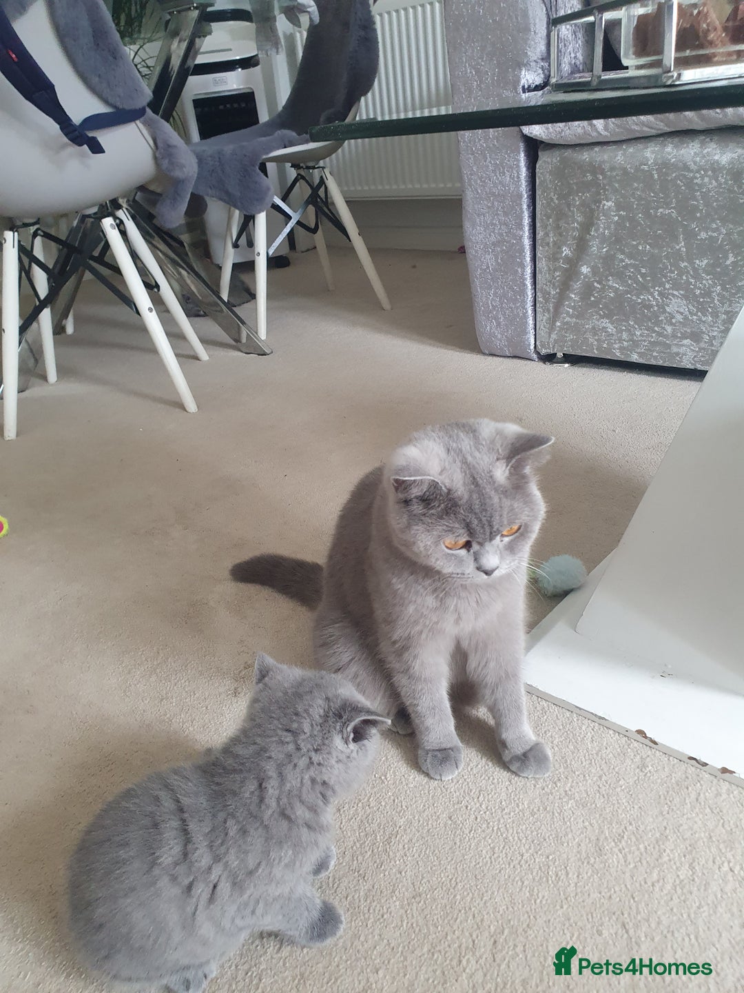 British Shorthair cats for sale: 4 Britain short hair kittens - Image 9