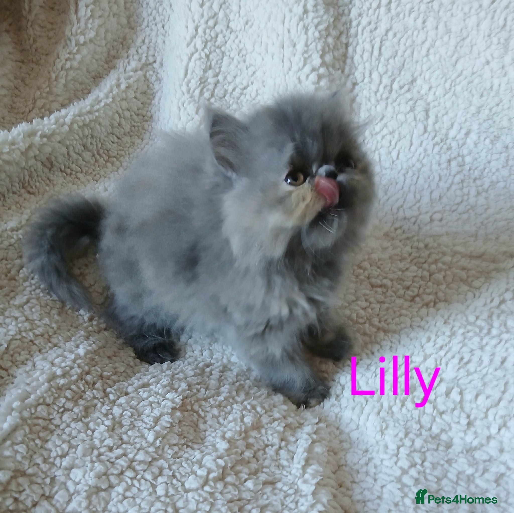 Persian cats Stunning Persian Exotics long haired and short - Advert 16
