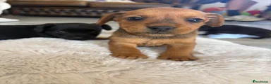 Lakeland Terrier 2