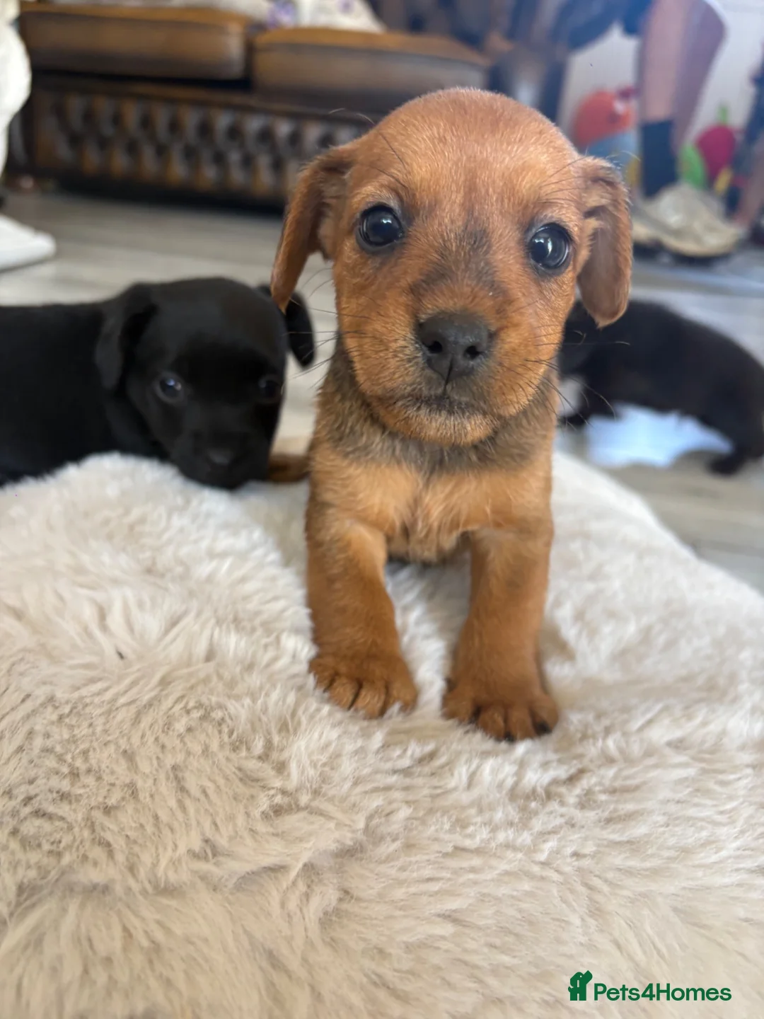 Lakeland Terrier dogs for sale: Lakeland terrier - Advert 9