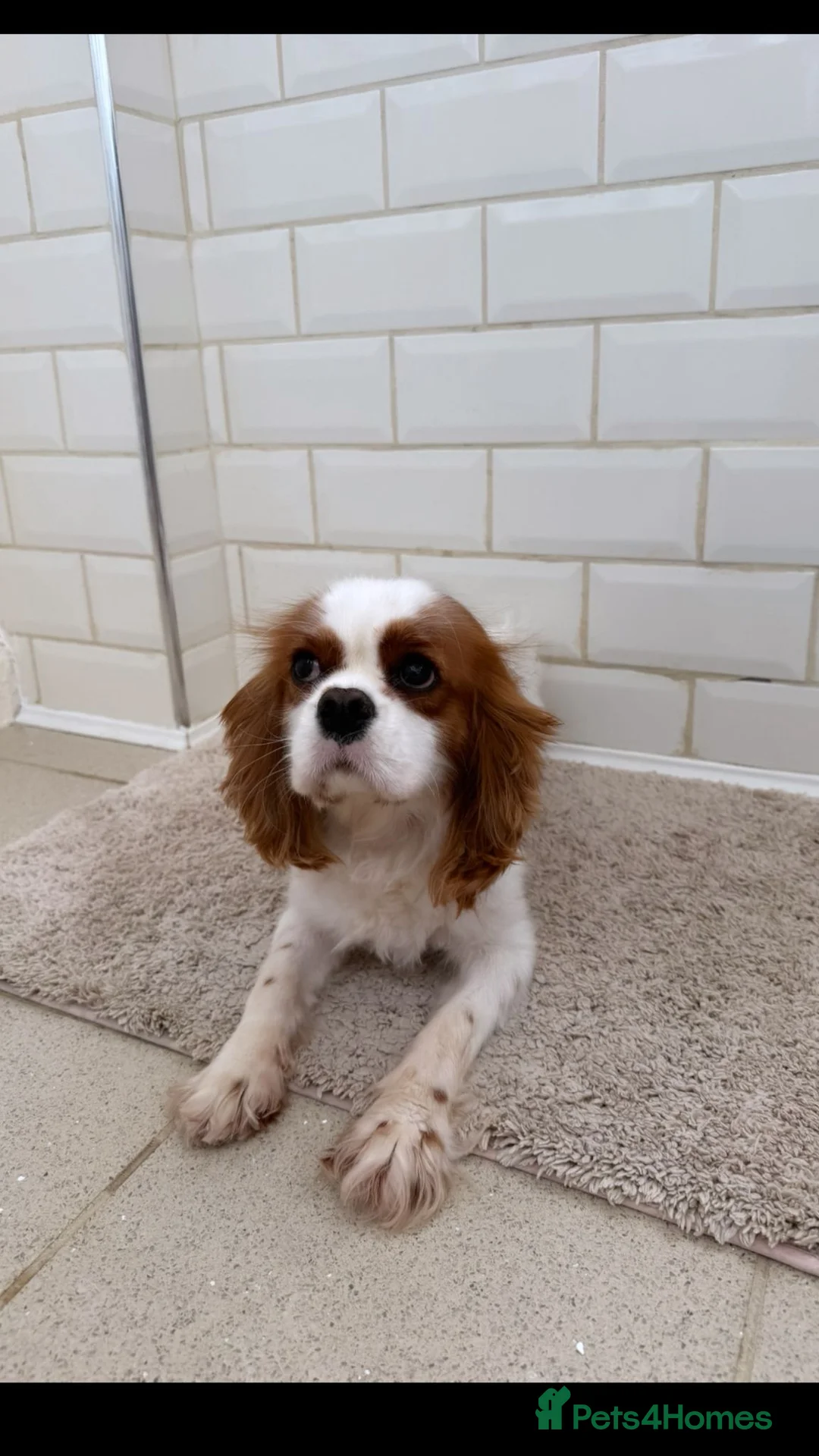 Cavapoo dogs for sale: Unusual colours merle cavapoos   - Advert 17