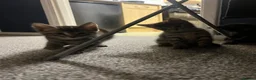 Domestic Shorthair cats for sale: 9 Gorgeous Kittens – Tabby, Ginger & Tortoiseshell - Advert 28