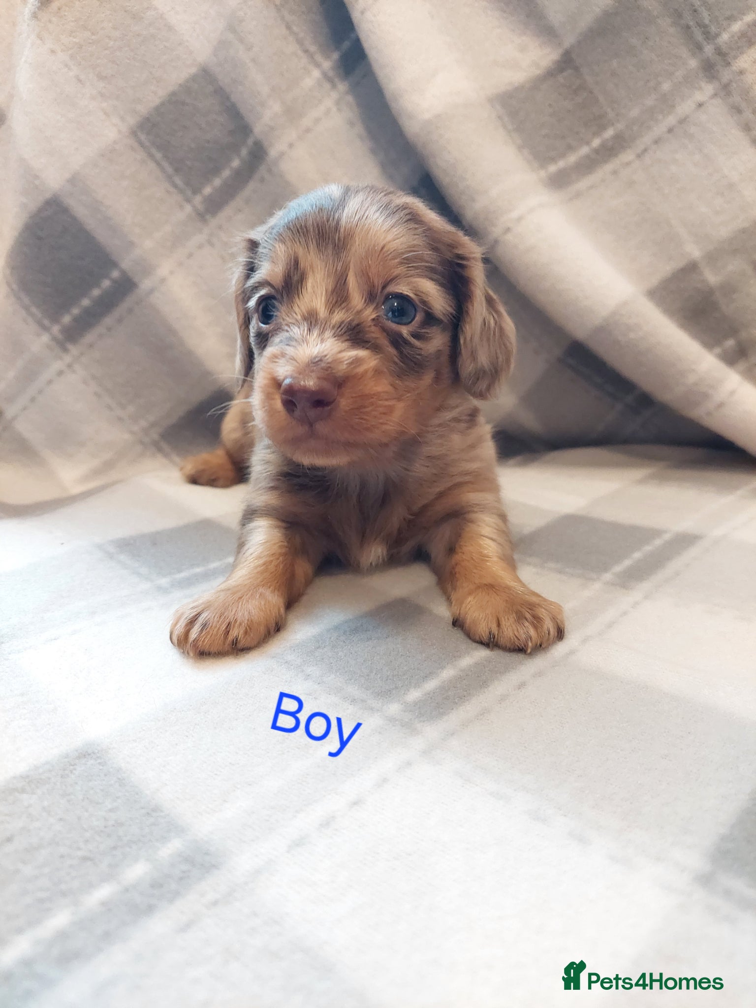 Dachshund dogs Gorgeous long haired daschunds available - Advert 17
