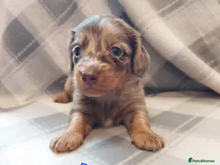 Dachshund dogs Gorgeous long haired daschunds available - Advert 17