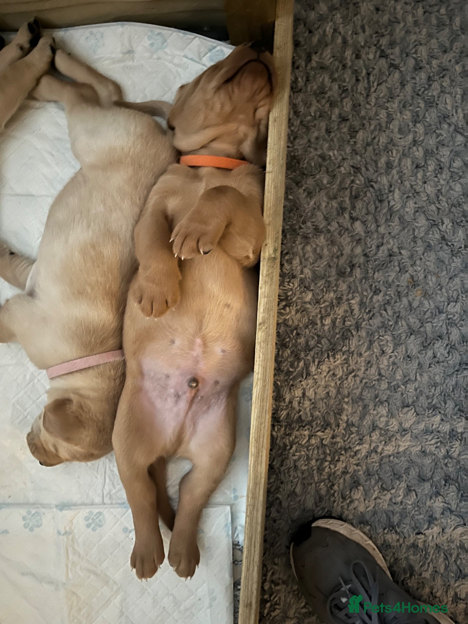 Labrador Retriever dogs for sale: Stunning Labrador pups - Advert 3