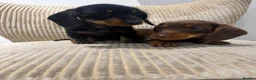Miniature Dachshund dogs for sale: Miniature Wirehaired 5 Star Licensed Breeder   - Advert 2