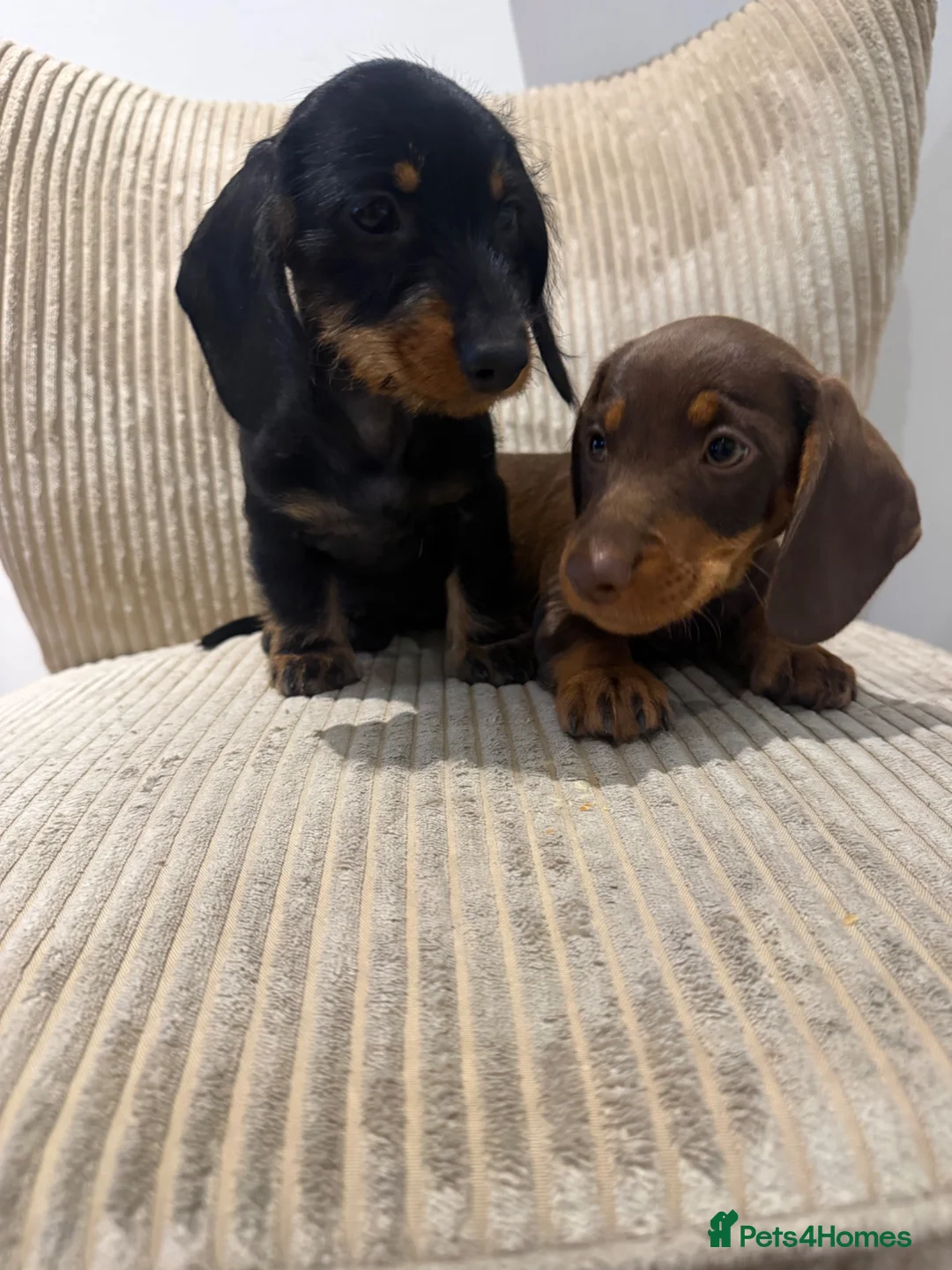 Miniature Dachshund dogs for sale: Miniature Wirehaired 5 Star Licensed Breeder   - Advert 2