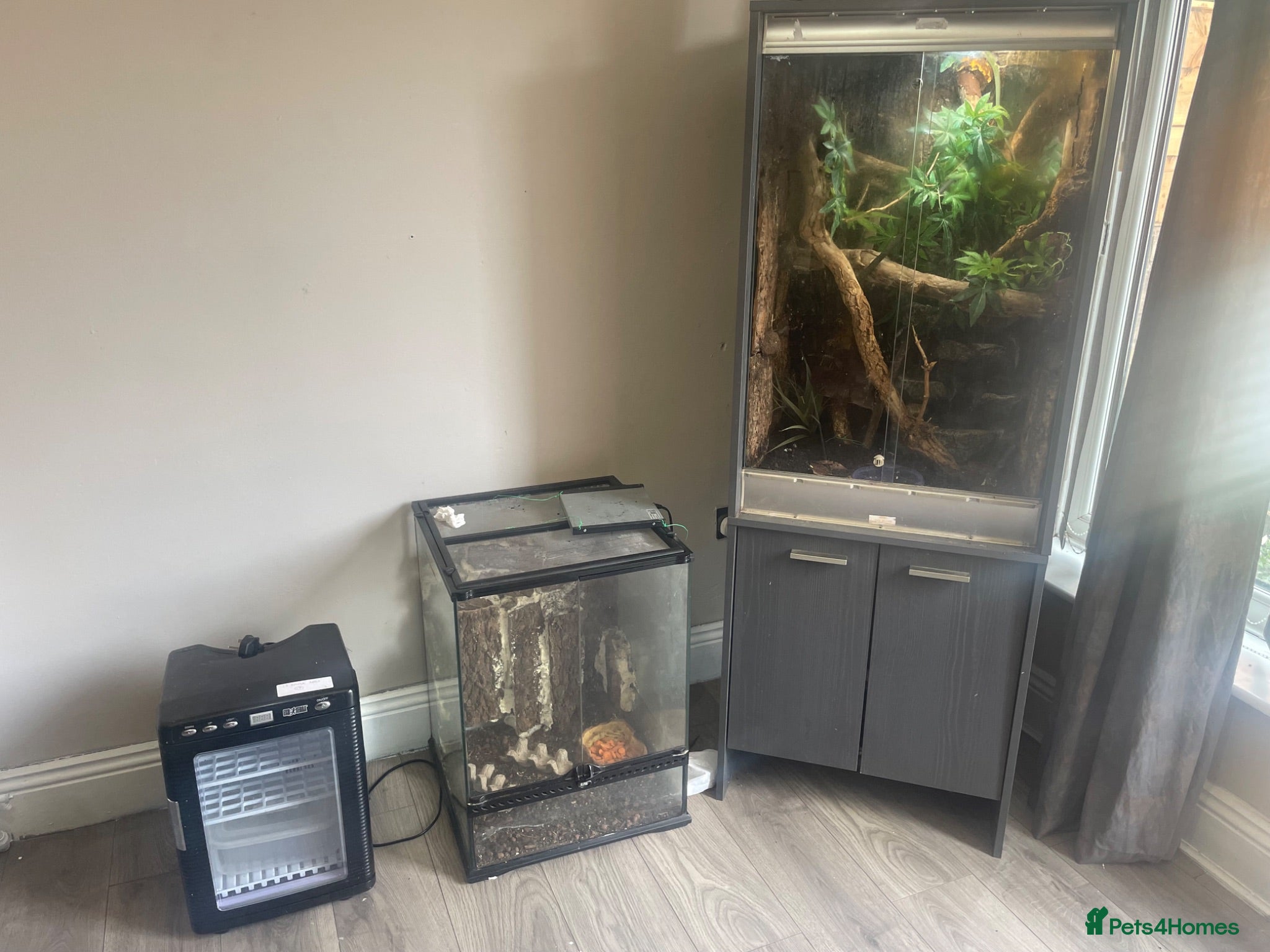 Lizard reptiles Green keel lizard full set up waterfal - Advert 20