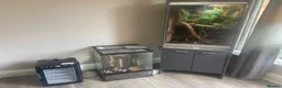 Lizard reptiles for sale: Green keel lizard full set up waterfal - Advert 4