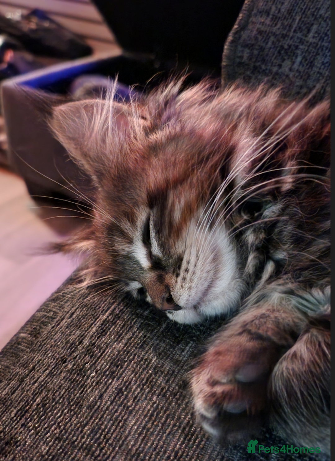 Maine Coon cats for sale: Pedigree Maine coon kitten  - Advert 2