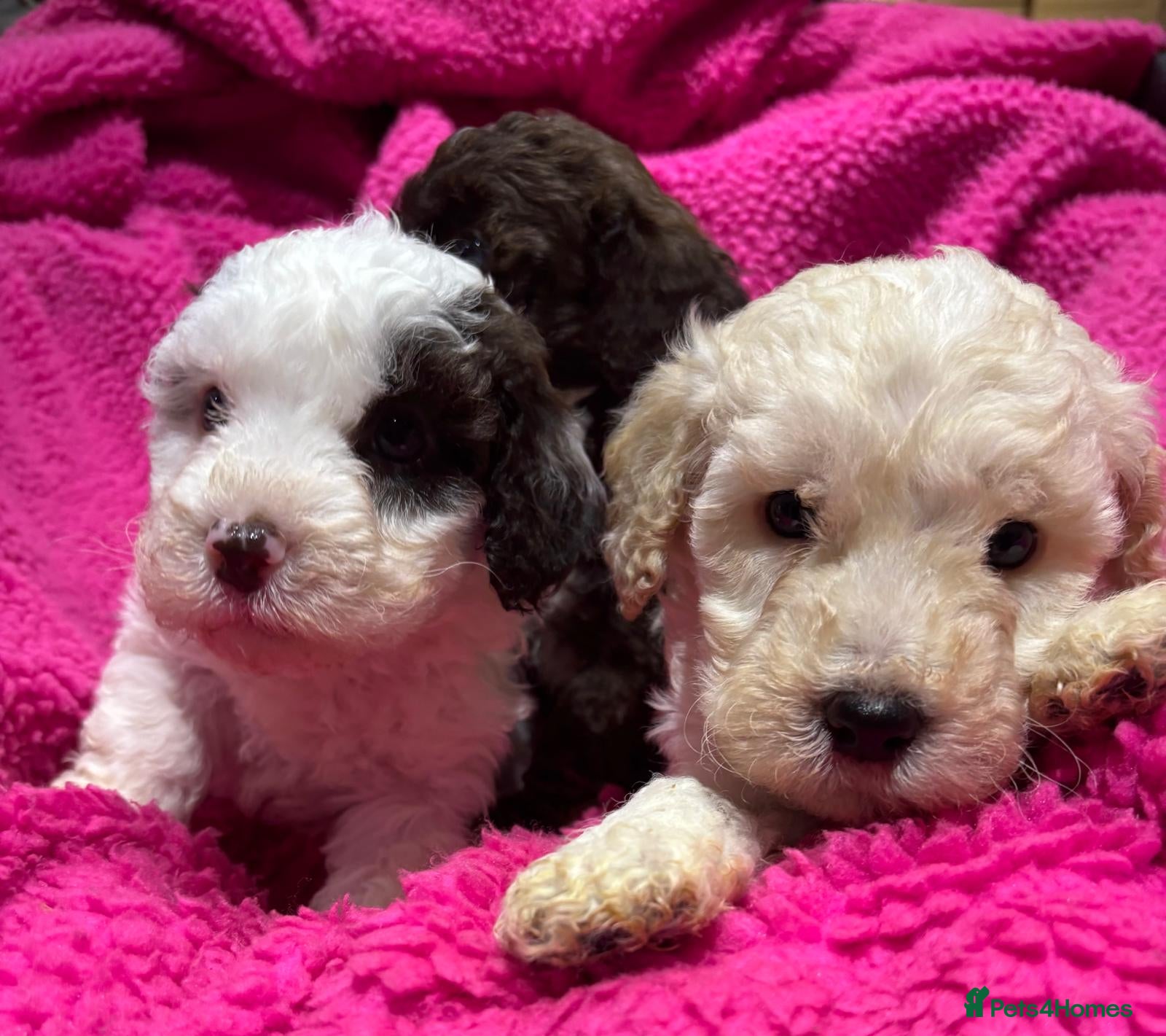 Cockapoo dogs 💛*COCKERPOO’S READY NOW in Cheshire*💛🏡 - Advert 1