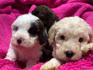 Cockapoo dogs 💛*COCKERPOO’S READY NOW in Cheshire*💛🏡 - Advert 1