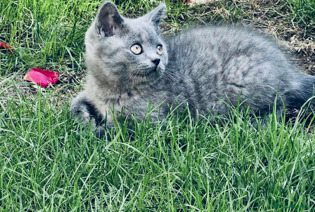 British Shorthair cats for sale: British shorthair  - Image 17