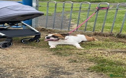 English Bulldog dogs for sale: Rehoming my English bulldog Bonnie  - Advert 5