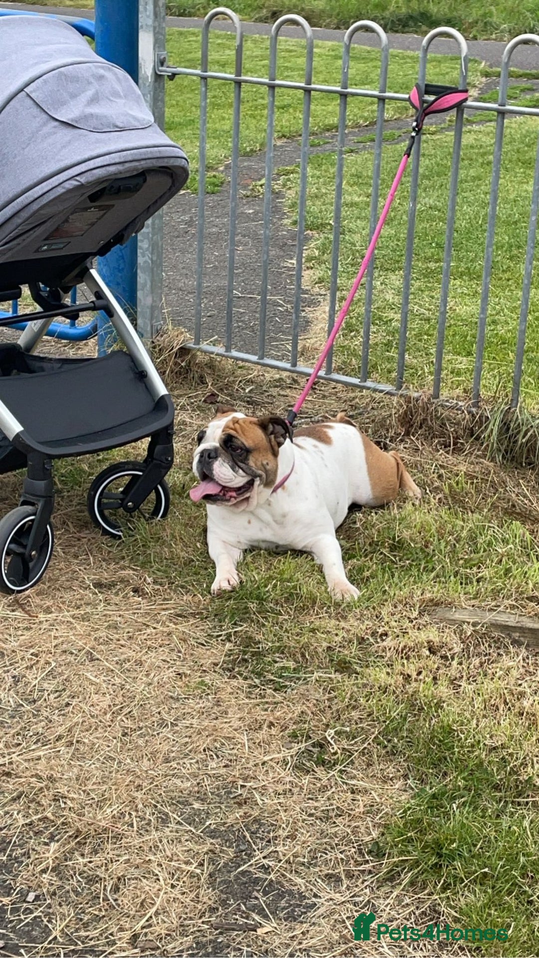 English Bulldog dogs for sale: Rehoming my English bulldog Bonnie  - Advert 5