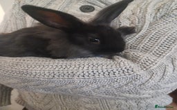 Mini Lion Lop rabbits for sale: Mini lop X mini lion head  - Image 10