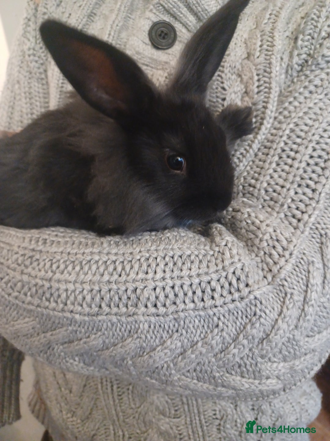 Mini Lion Lop rabbits for sale: Mini lop X mini lion head  - Image 10