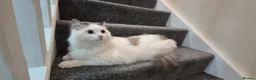 Ragdoll cats for sale: Male Ragdoll Cat - Handsome & Friendly - Advert 9