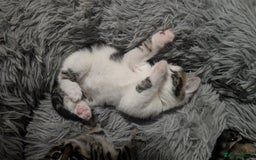 Mixed Breed cats for sale: Beautiful British Shorthair cross kittens  - Image 4