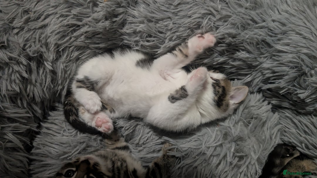 Mixed Breed cats for sale: Beautiful British Shorthair cross kittens  - Image 4
