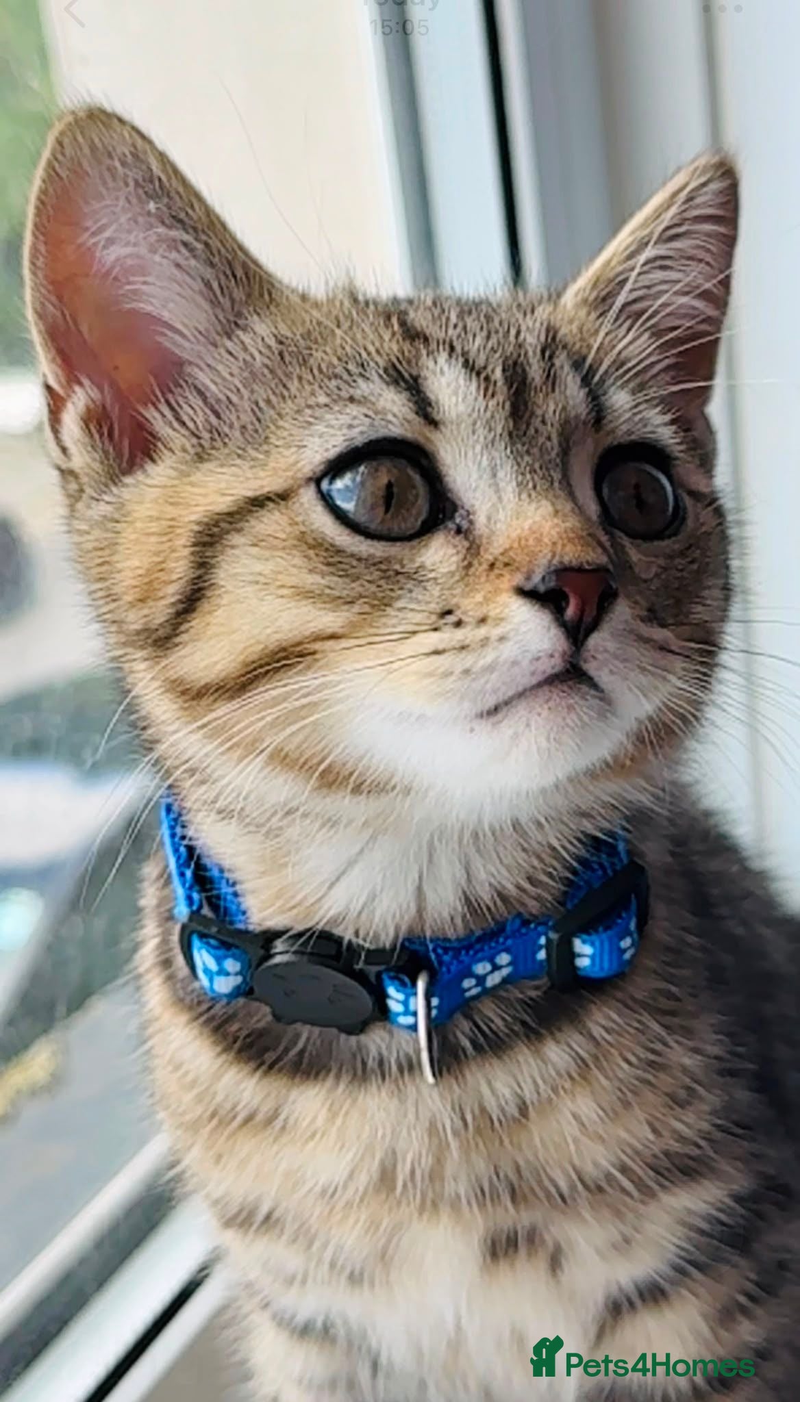 British Shorthair cats GCCF Registered British Shorthair Chocolate Tabby - Advert 2