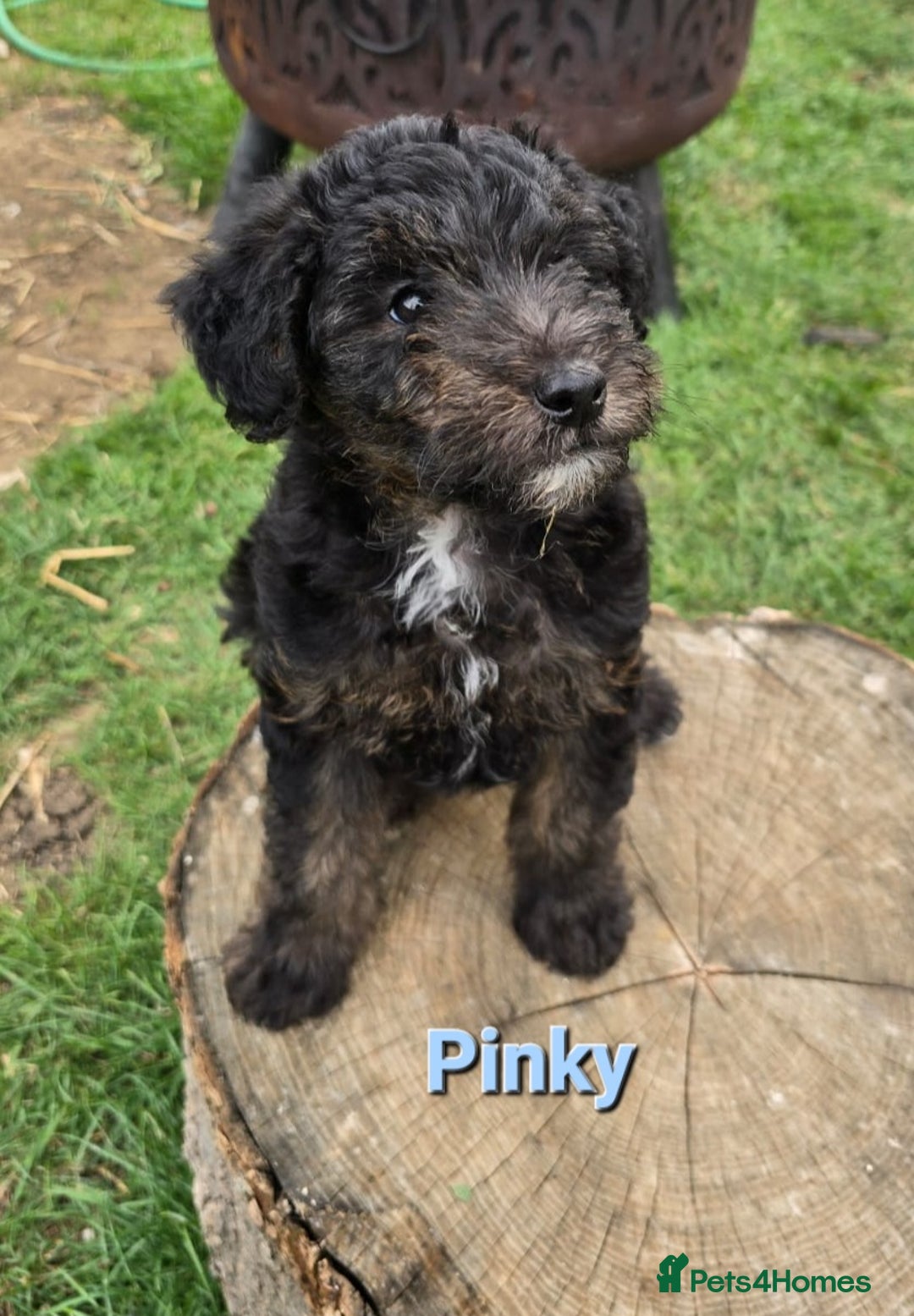 Mixed Breed dogs for sale: Fox Terrier × Australian Labradoodle Pups Sale - Image 6