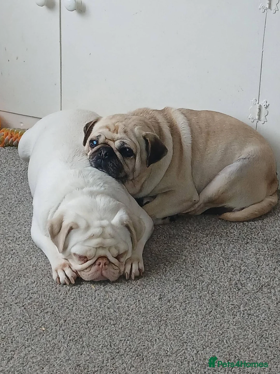 Pug dogs for sale: Mother and Daughter  - Advert 4