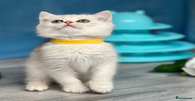 British Shorthair cats - Advert 8