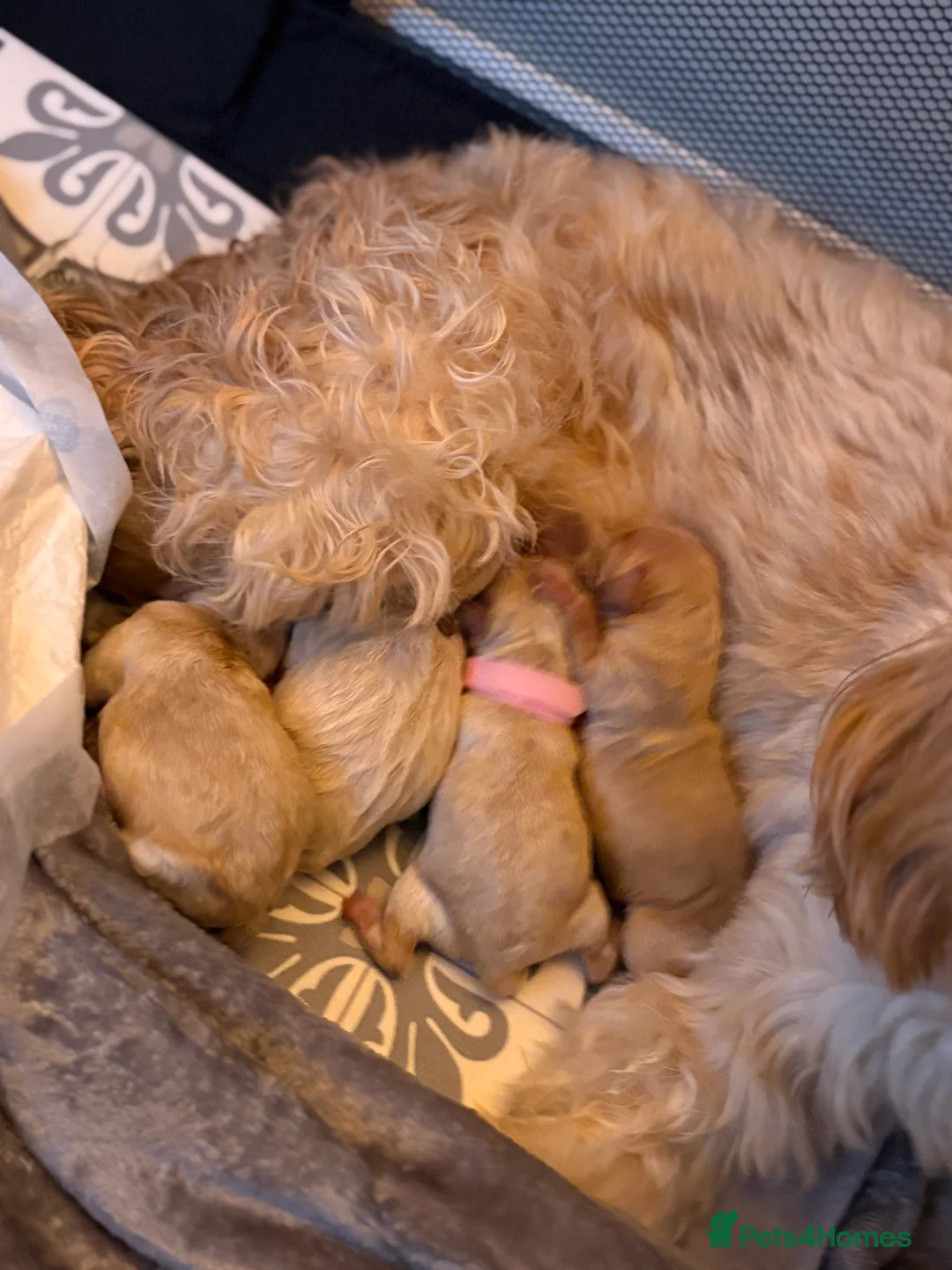 Cockapoo dogs for sale: F1B cockapoo puppies  - Advert 2