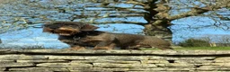 Dachshund dogs for sale: Dachshund/Teckle Standard Wire Haired Puppies in Wotton-under-Edge - Advert 7