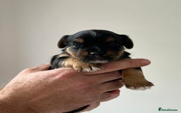 Jack Russell dogs for sale: Tri coloured Jack Russell puppies 🐶 - Image 6