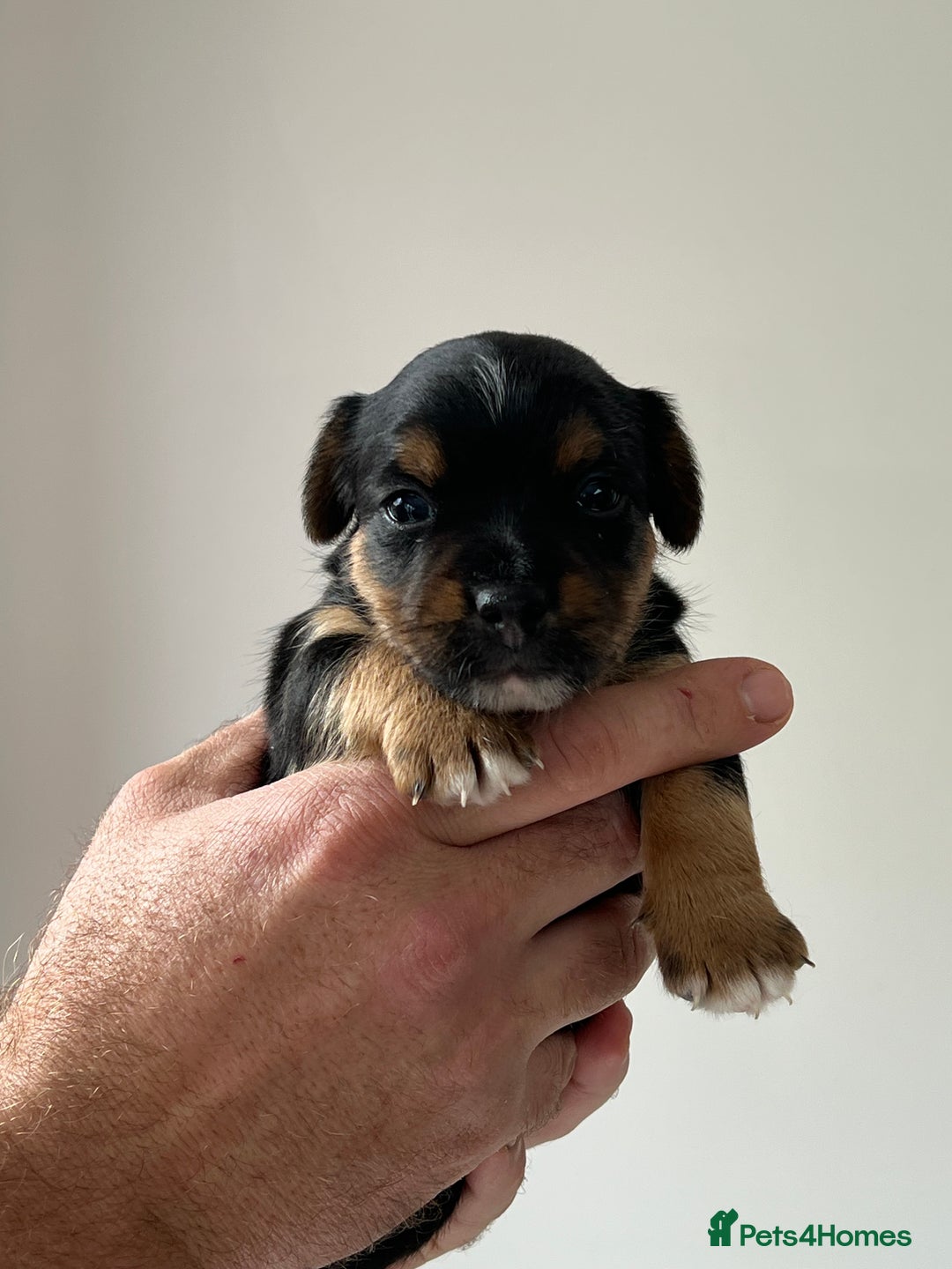 Jack Russell dogs for sale: Tri coloured Jack Russell puppies 🐶 - Image 6