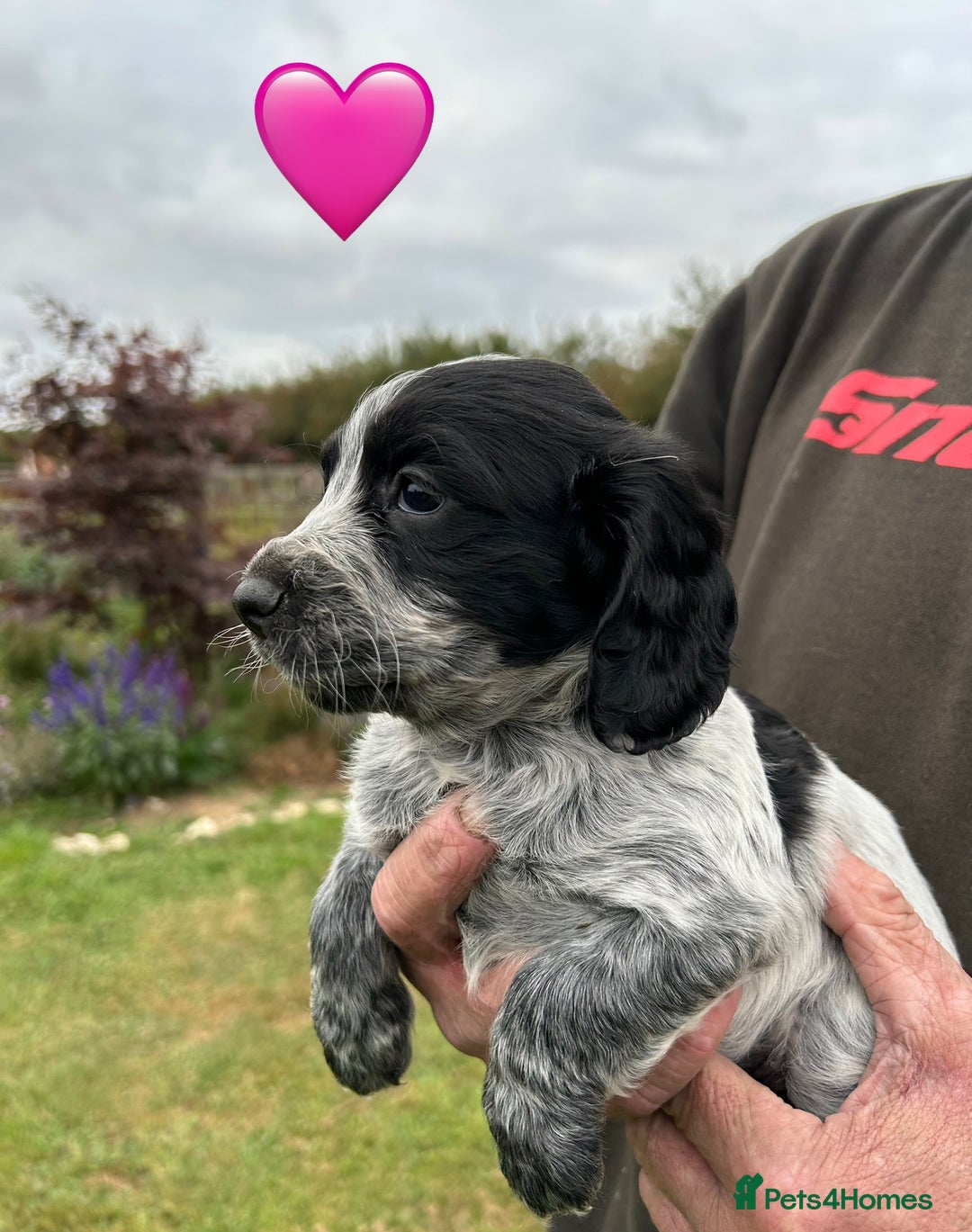 Cocker Spaniel dogs for sale: GORGEOUS WORKING COCKER PUPS - Image 6