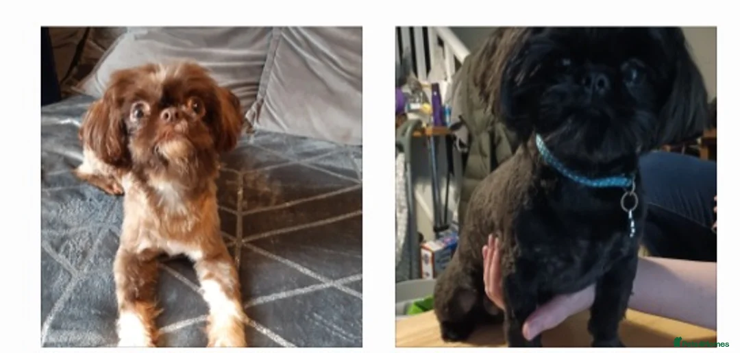 Shih Tzu dogs for stud:  imperial studs both proven  in Bolton - Advert 2