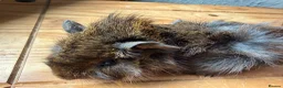 Guinea Pig rodents for sale: 2 Abyssinian x Rex and 3 teddy x Cali sows ready  - Advert 6