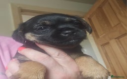 Border Terrier dogs for sale: The best border terriers - Image 6