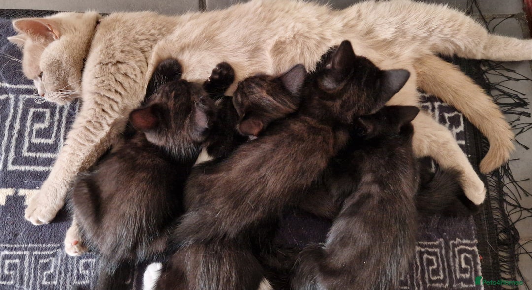 British Shorthair cats for sale: Black british shorthair mix - Image 3