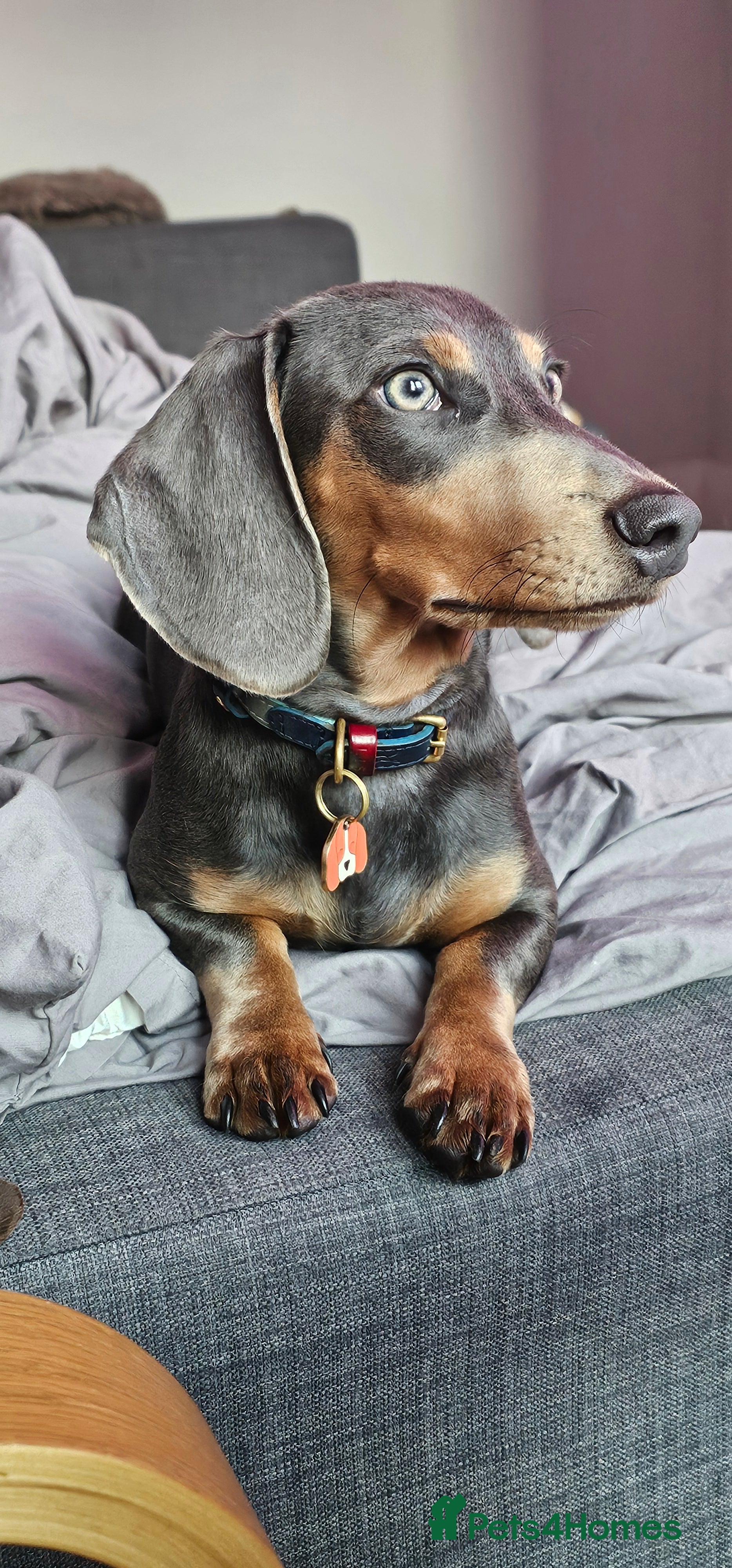 Miniature Dachshund dogs ⭐️KING PIRI (BLUE AND TAN) KC REG PROVEN Stud⭐️ in Bromley - Advert 2