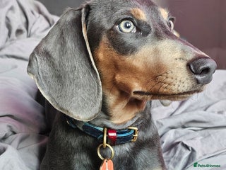 Miniature Dachshund dogs ⭐️KING PIRI (BLUE AND TAN) KC REG PROVEN Stud⭐️ in Bromley - Advert 17