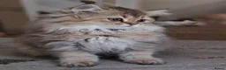 Scottish Fold cats for sale:  Kittens Ready for Their Forever Homes - Advert 3