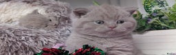 British Shorthair cats for sale: Outstanding lilac British Shorthair boys - Advert 8