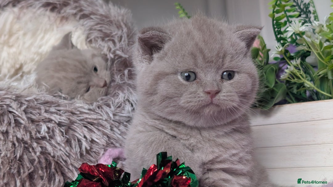 British Shorthair cats for sale: Outstanding lilac British Shorthair boys - Advert 8