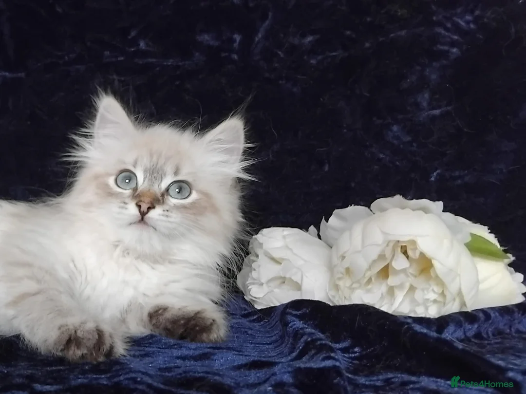 Siberian cats for sale: Siberian Kittens For Sale  - Advert 2