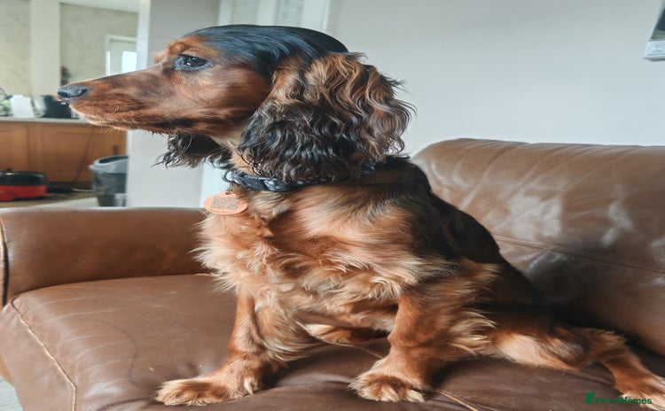 Cocker Spaniel dogs - Advert 2