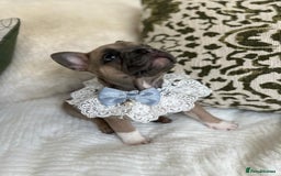 French Bulldog dogs for sale: Quality French Bulldog Puppies L4 carriers - Image 6