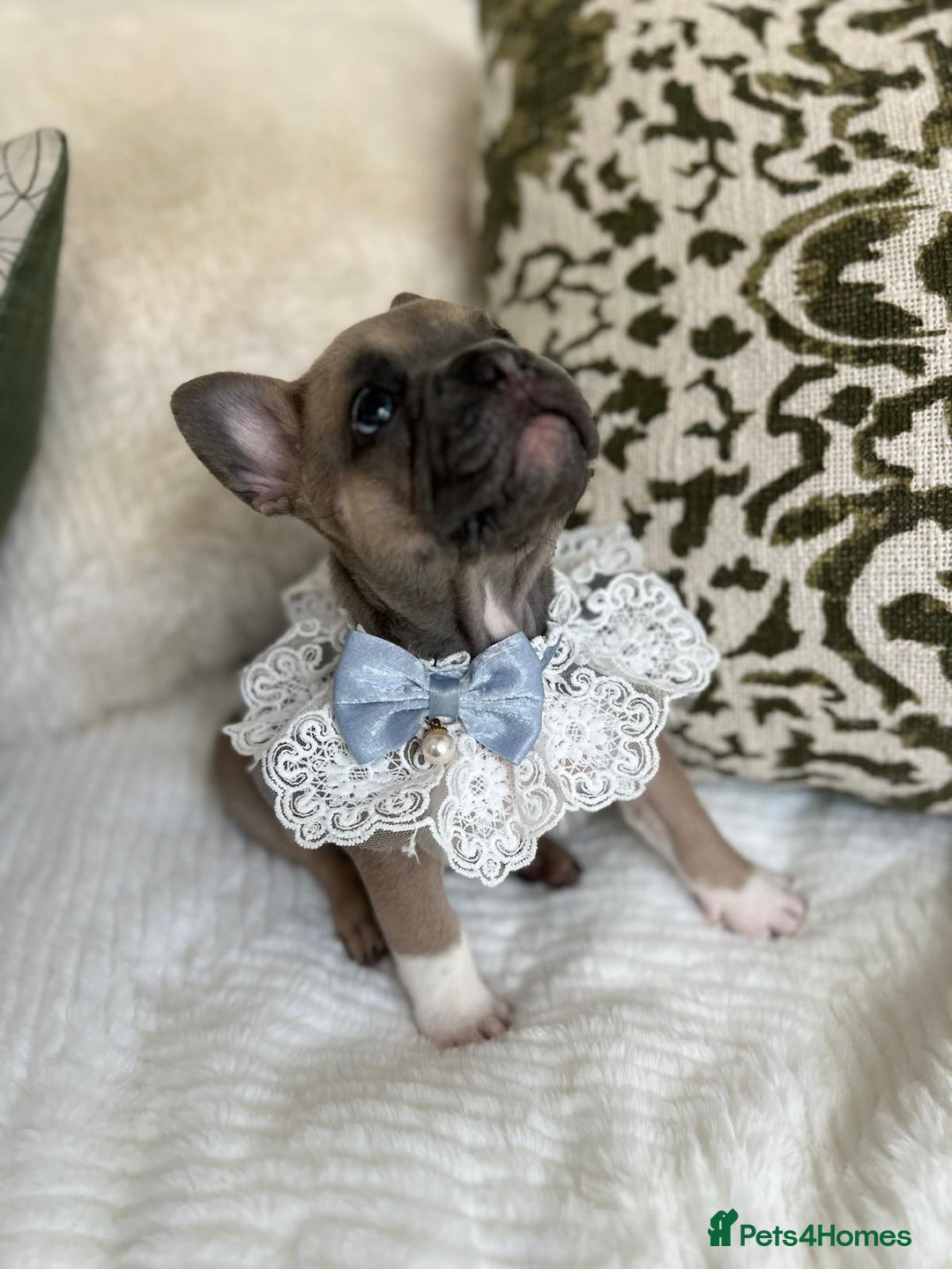 French Bulldog dogs for sale: Quality French Bulldog Puppies L4 carriers - Image 6