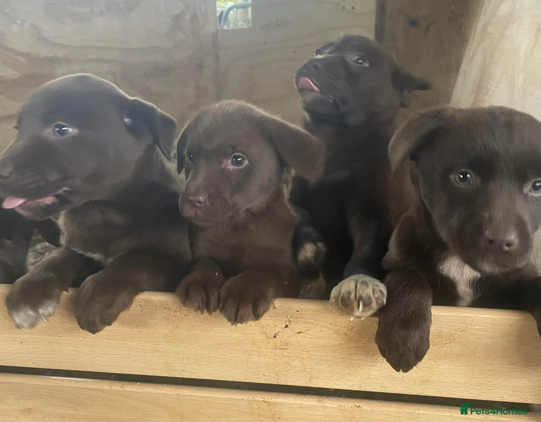 Mixed Breed dogs for sale: Chunky Chocolate Labrador cross Sheepdog - Advert 8